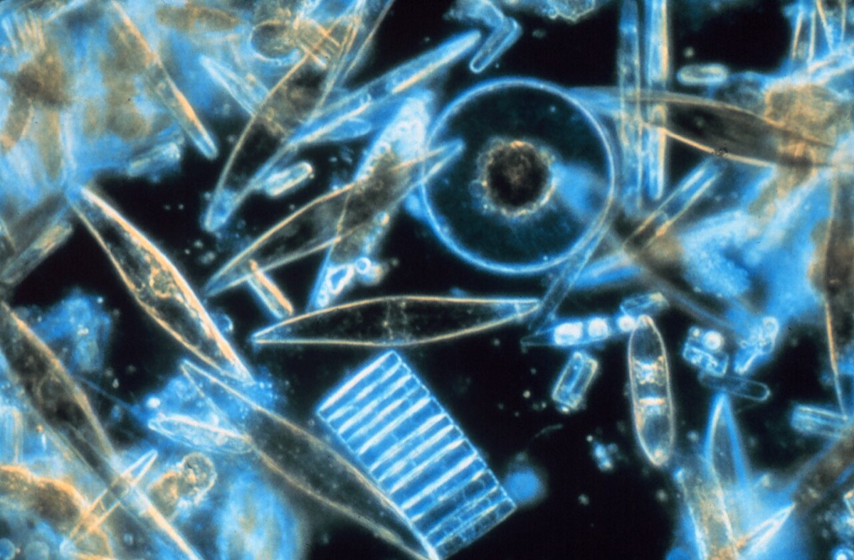 Diatoms from Antarctic sea ice under a dark-field microscope, glowing blue on black