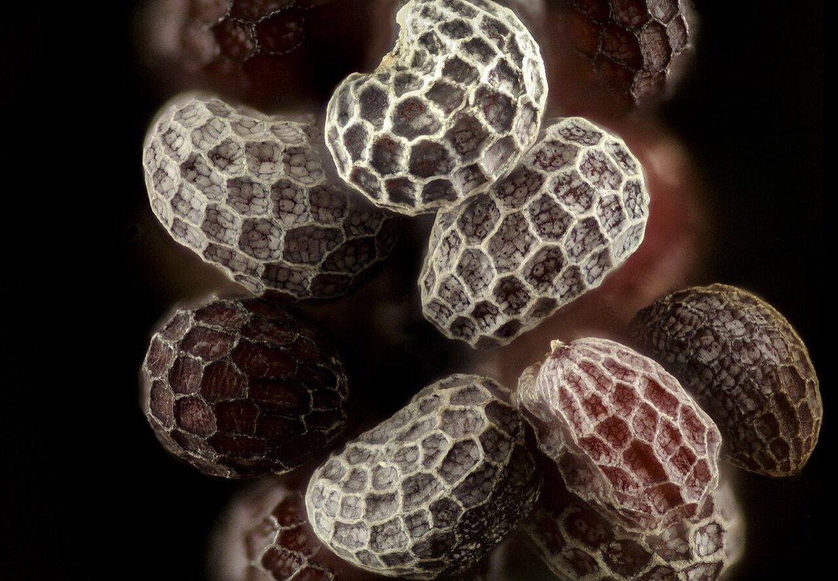 Poppy seeds magnified until their honeycomb surface shows, on black
